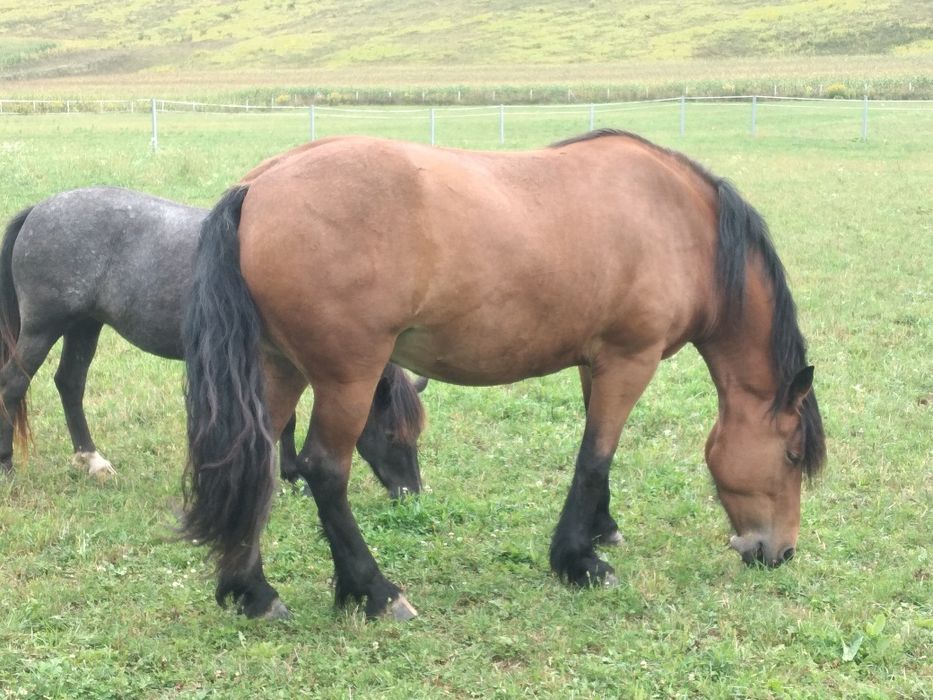 Iapa  cuminte  de 5 ani