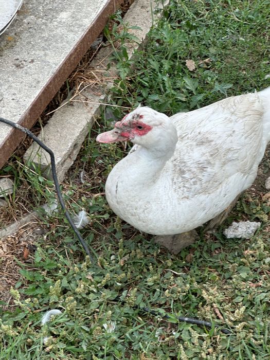 Vând cocoși rațe și ratoi