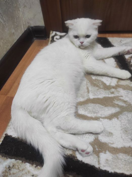 Отдам бесплатно скоттиш фолд и страйт