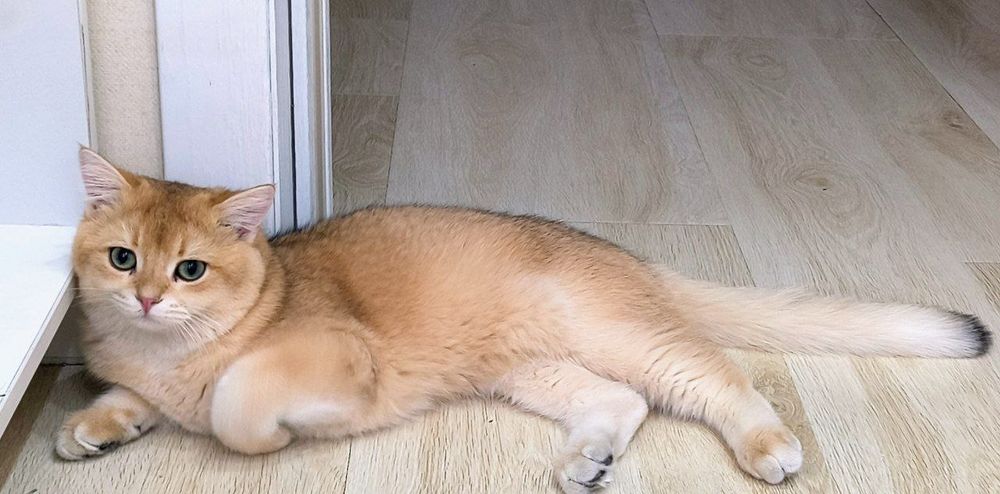 Vyazka britanskiy shinshilla by  ny 12