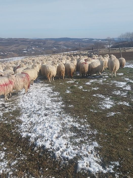 Vând 100 oi țurcane.