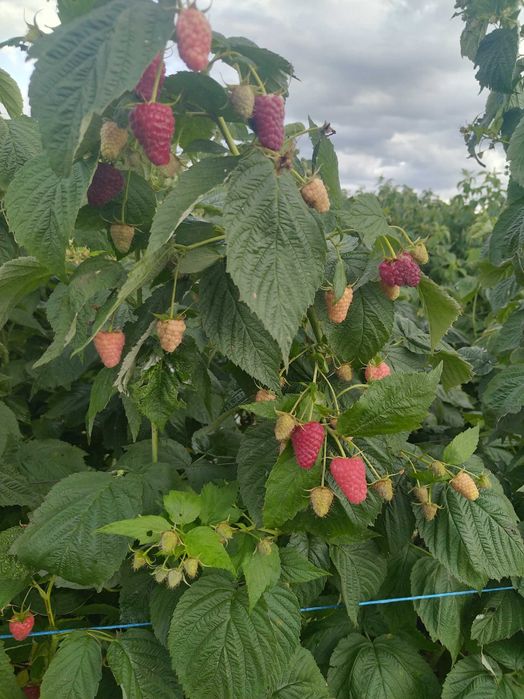 Разсад МАЛИНИ, мапема, енросадира, амира и др. ГОЛЕМИ КОЛИЧЕСТВА !