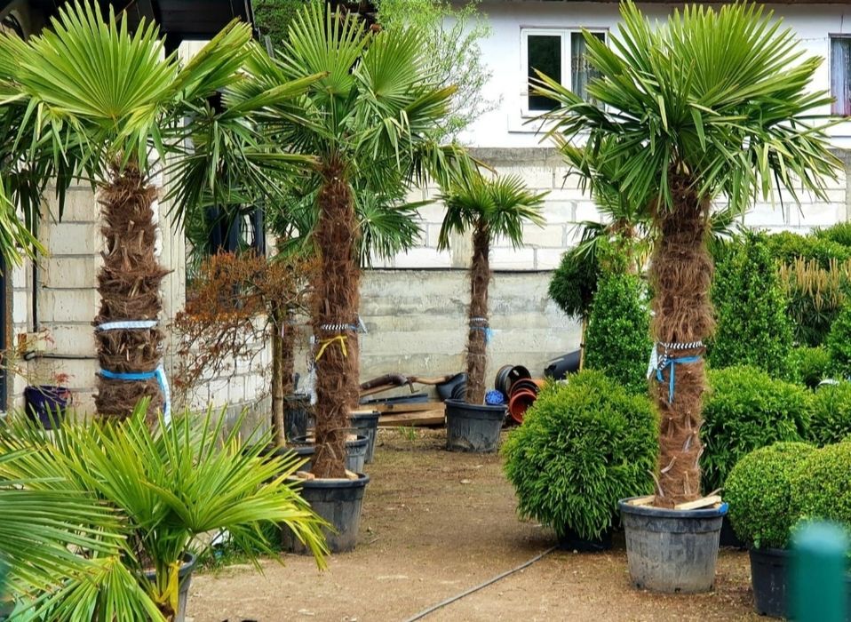 Palmieri Trachycarpus Fortunei 1.5m - 5m rezista pună la -20° C