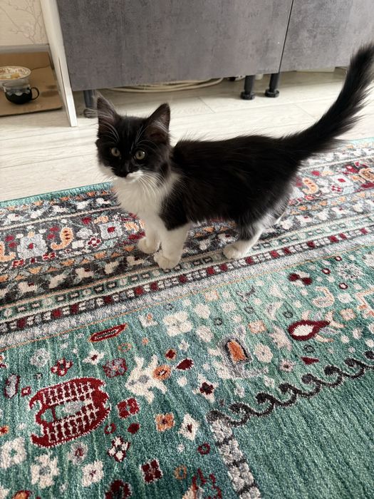 Котенок отдам в добрые руки