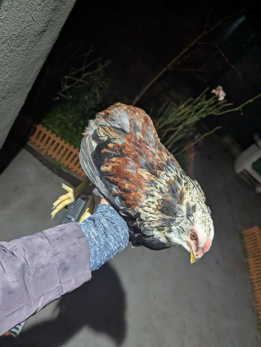 De vânzare cocos araucana