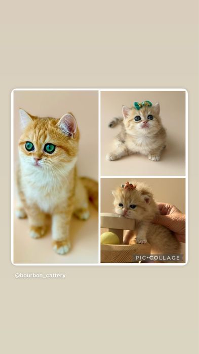 Kотята бритaнской зoлотой шиншиллы ждут свою любимую cемью