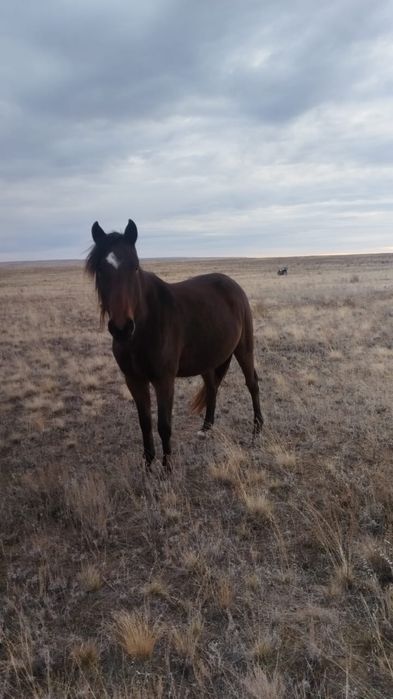 Еки бие сатылады