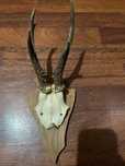 Trofeu coarne de caprior