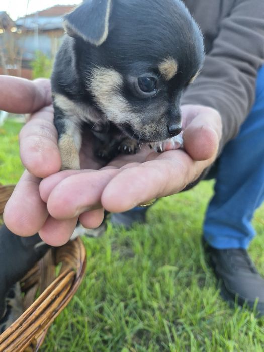 Мини чихуахуа пет момченца