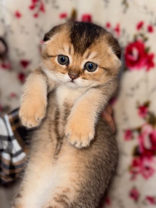 Шотландские чистокровные котята Золотая шиншилла