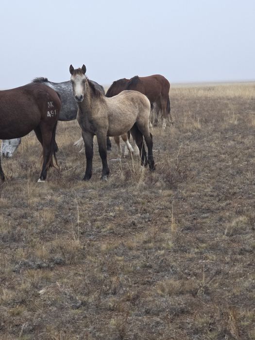 Полутяж еркек  жабагы сатылады