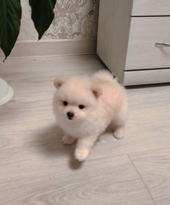 Пушистые комочки шпица