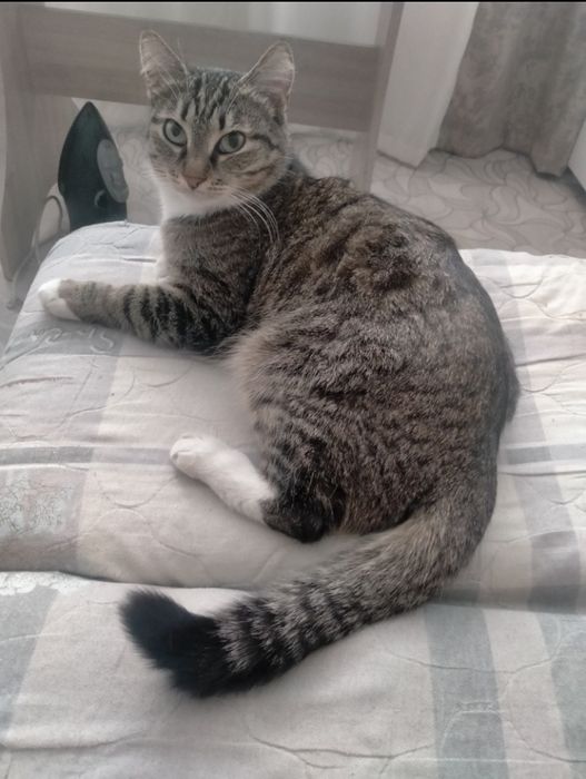 Ищу кошечку потерялась в районе Уют в начале ноября