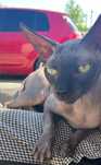 Motan Sphynx cu pedigree