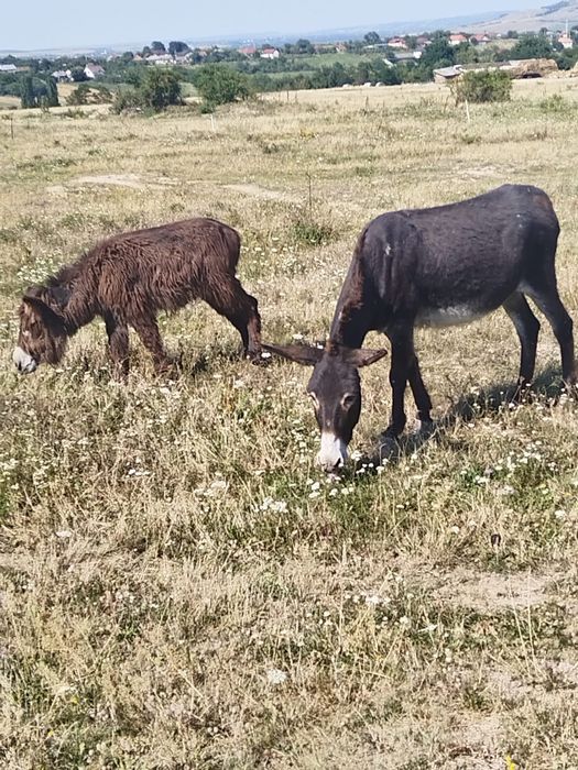 2 măgărițe cu pui