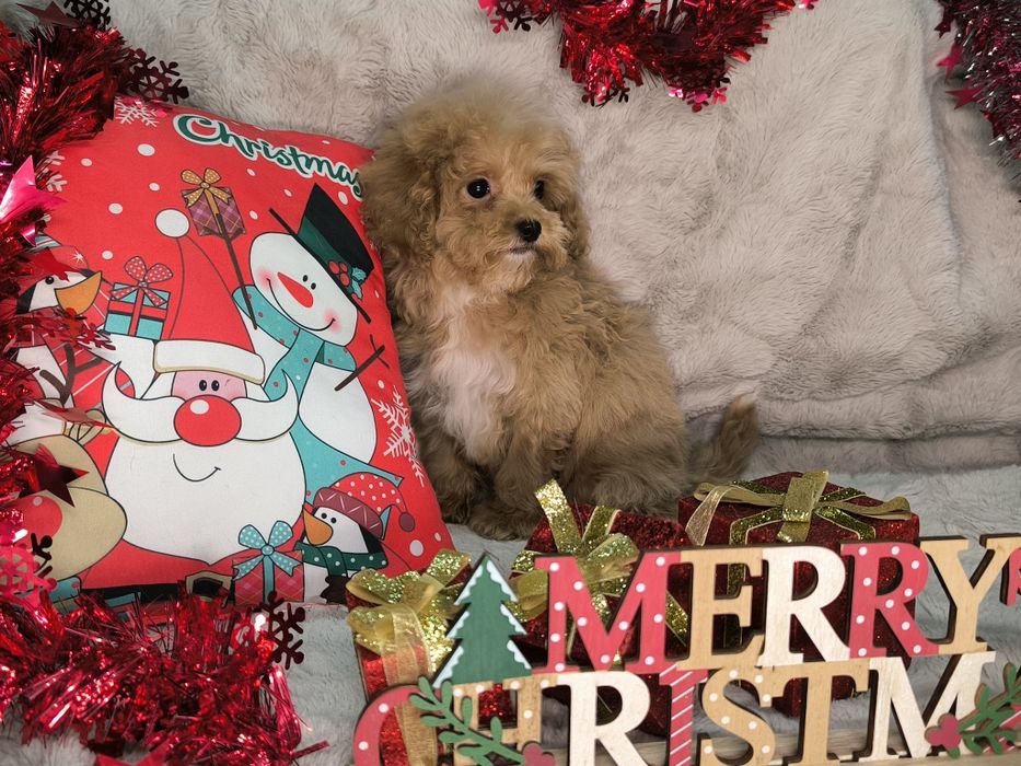 Vand fetita maltipoo minitoy