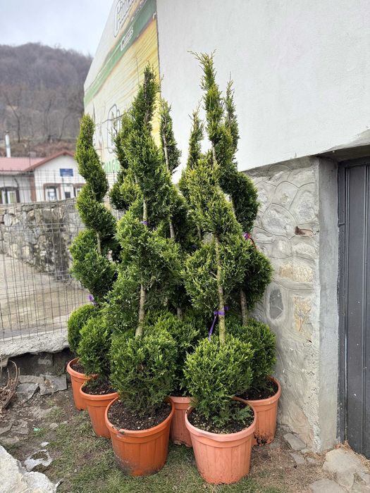 Plante ornamentale spectaculoase pentru grădini armonioase