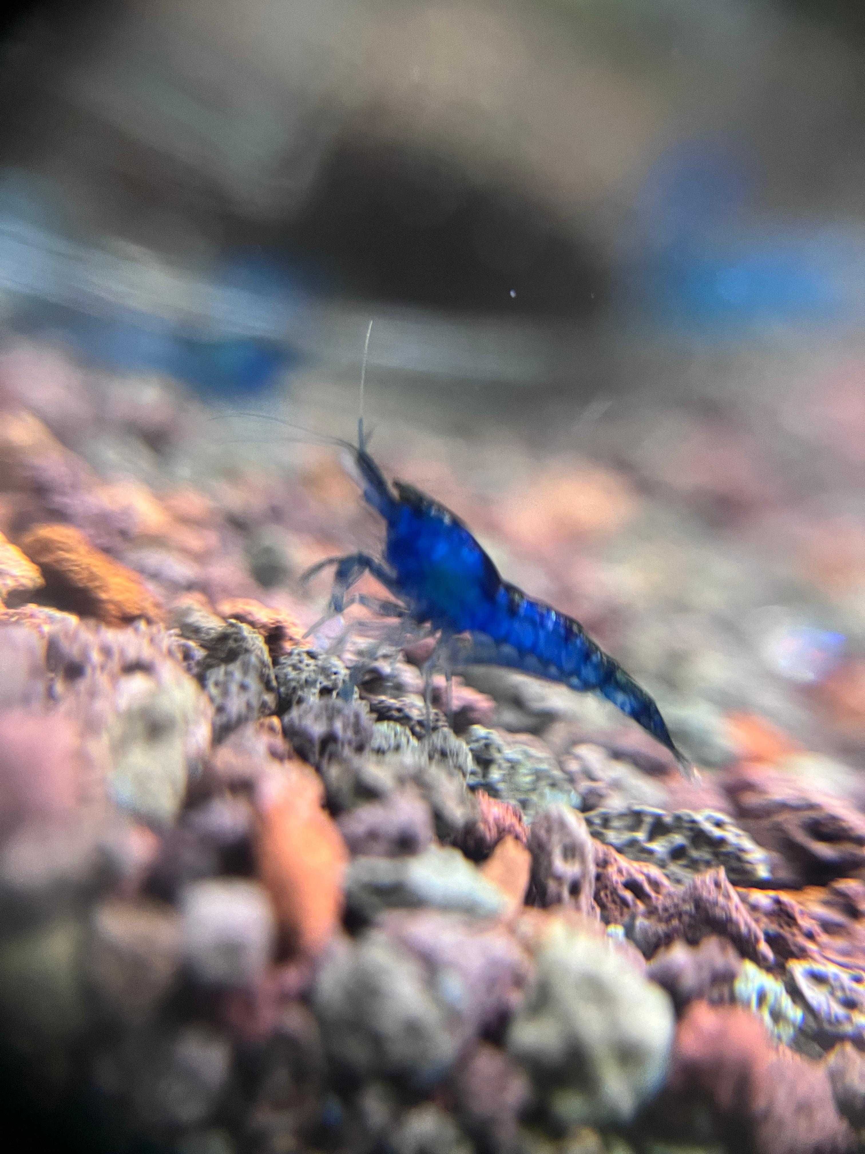 20+8 Neocaridina Yellow neon / Red Sakura grade/ Blue Shrimp creveti