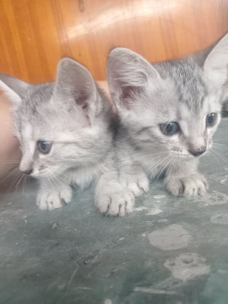 Отдам котят в добрые руки