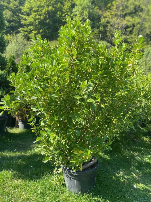 Plante ornamentale deosebite pentru colecții rare și speciale