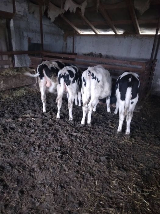 Vand 4 vitei relatii la nr de telefon