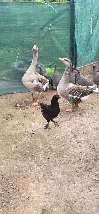 Gâște tinere de vanzare