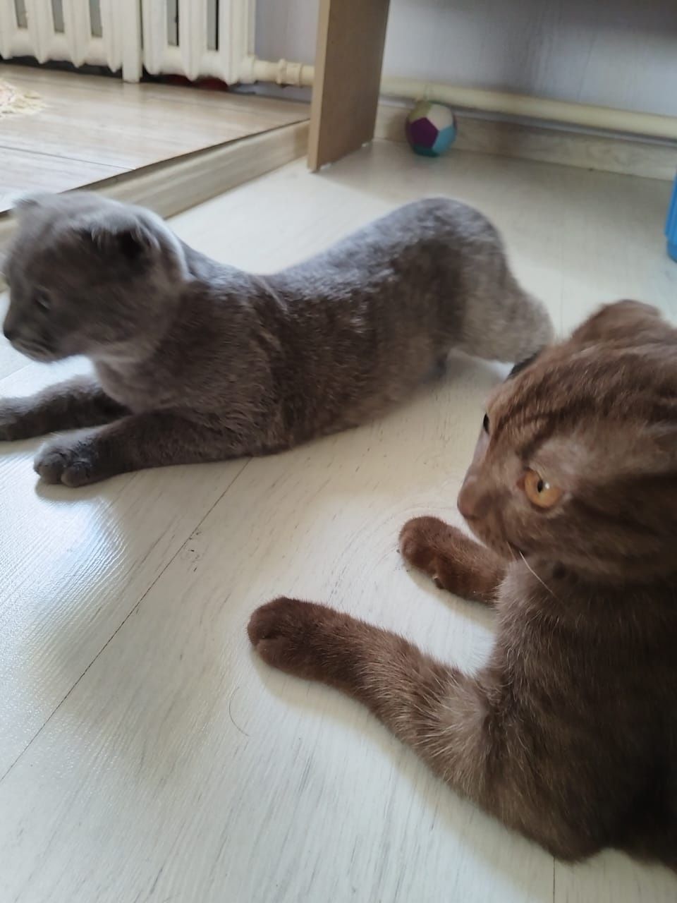 Продам породистых котят.