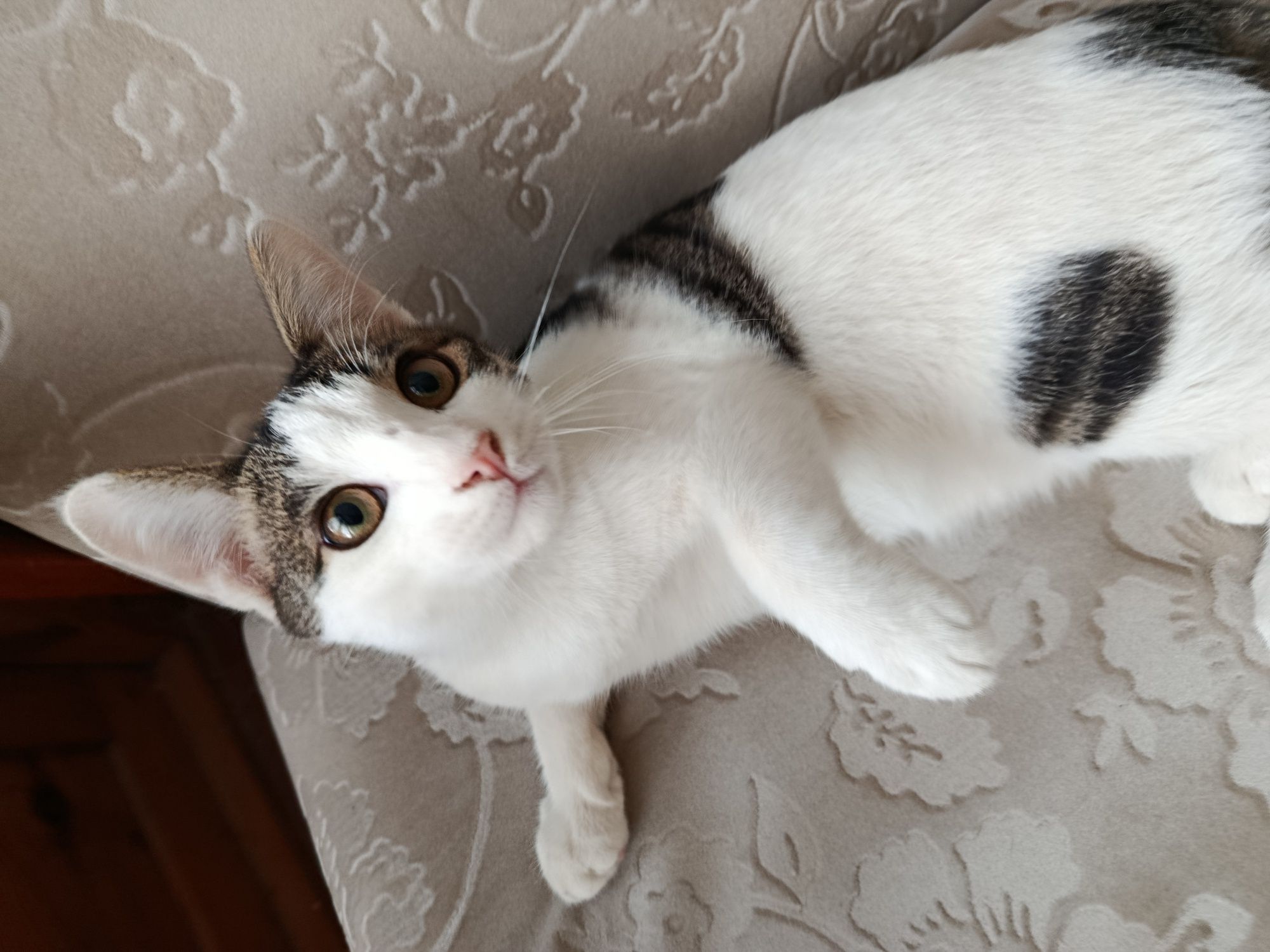 Котята бесплатно