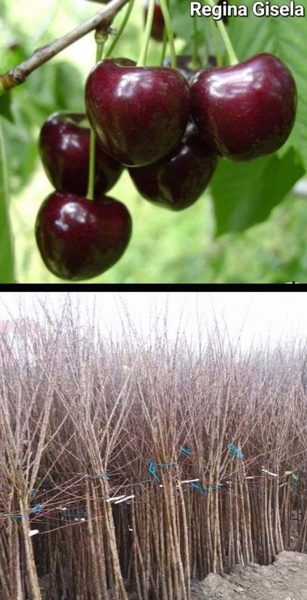 Ciresi-pomi fructiferi