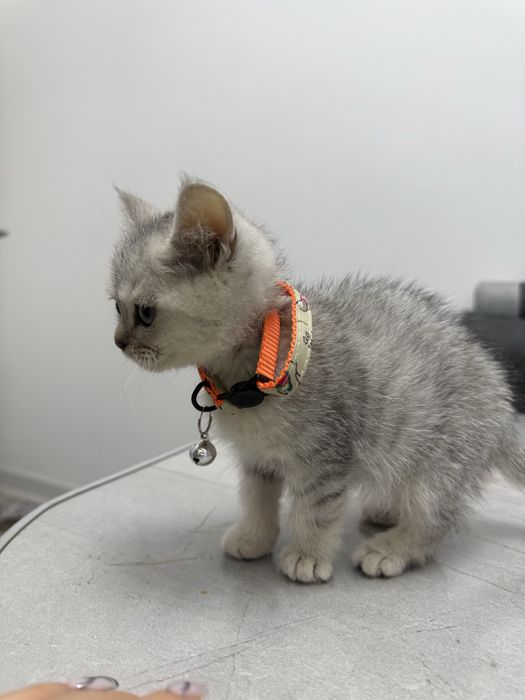 мушукча сотилади