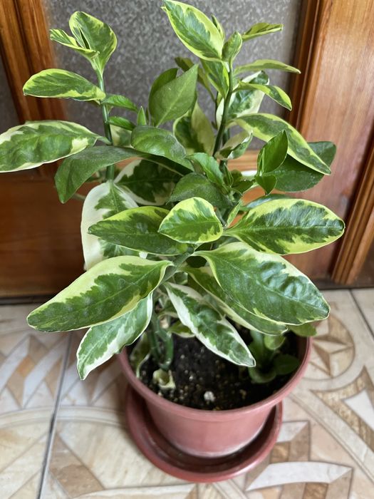 Домашние и садовые цветы