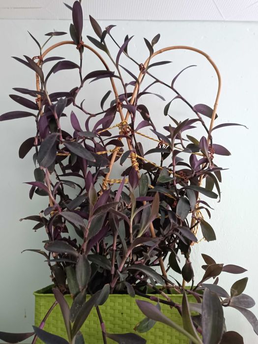 Традесканция - Пурпурно сърце на намалена цена -40лв., само за 50!!!