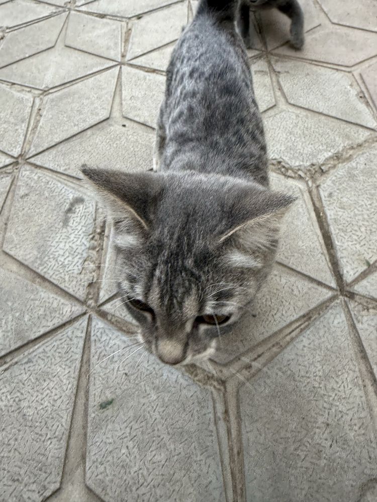 Бесплатно передам котят