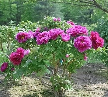 Bujor de Gradina (Tip Copac)