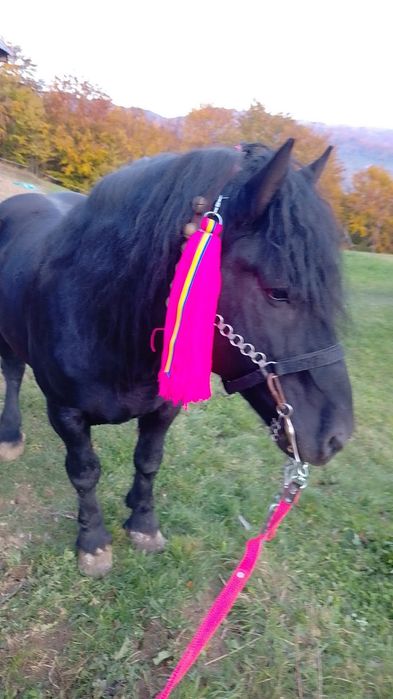 Vand harmasar în vârstă de 10 ani