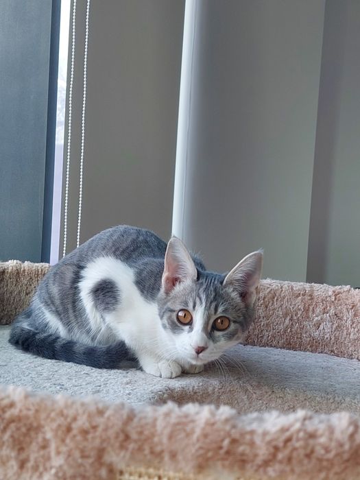 Котенок девочка Ташкент вакцинирована, имеет паспорт