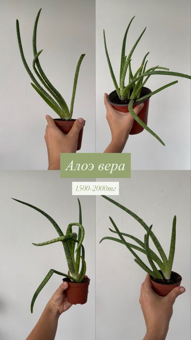 Продам цветы, алоэ, крассулы и др