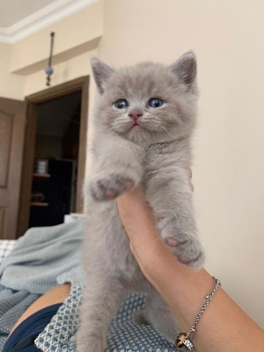 Британский чистокровный котёнок