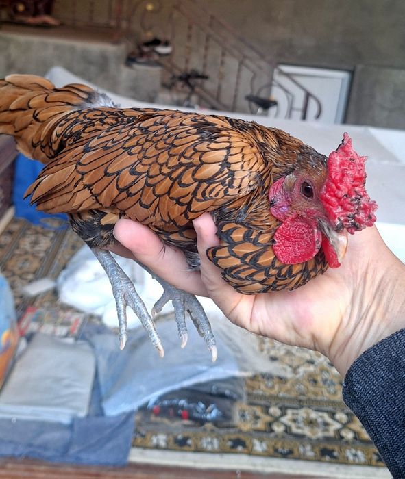 Сибрайт япон зотли