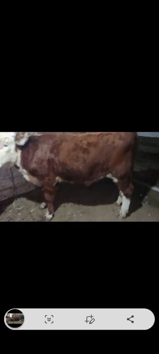 Продаётся бычок подсосный