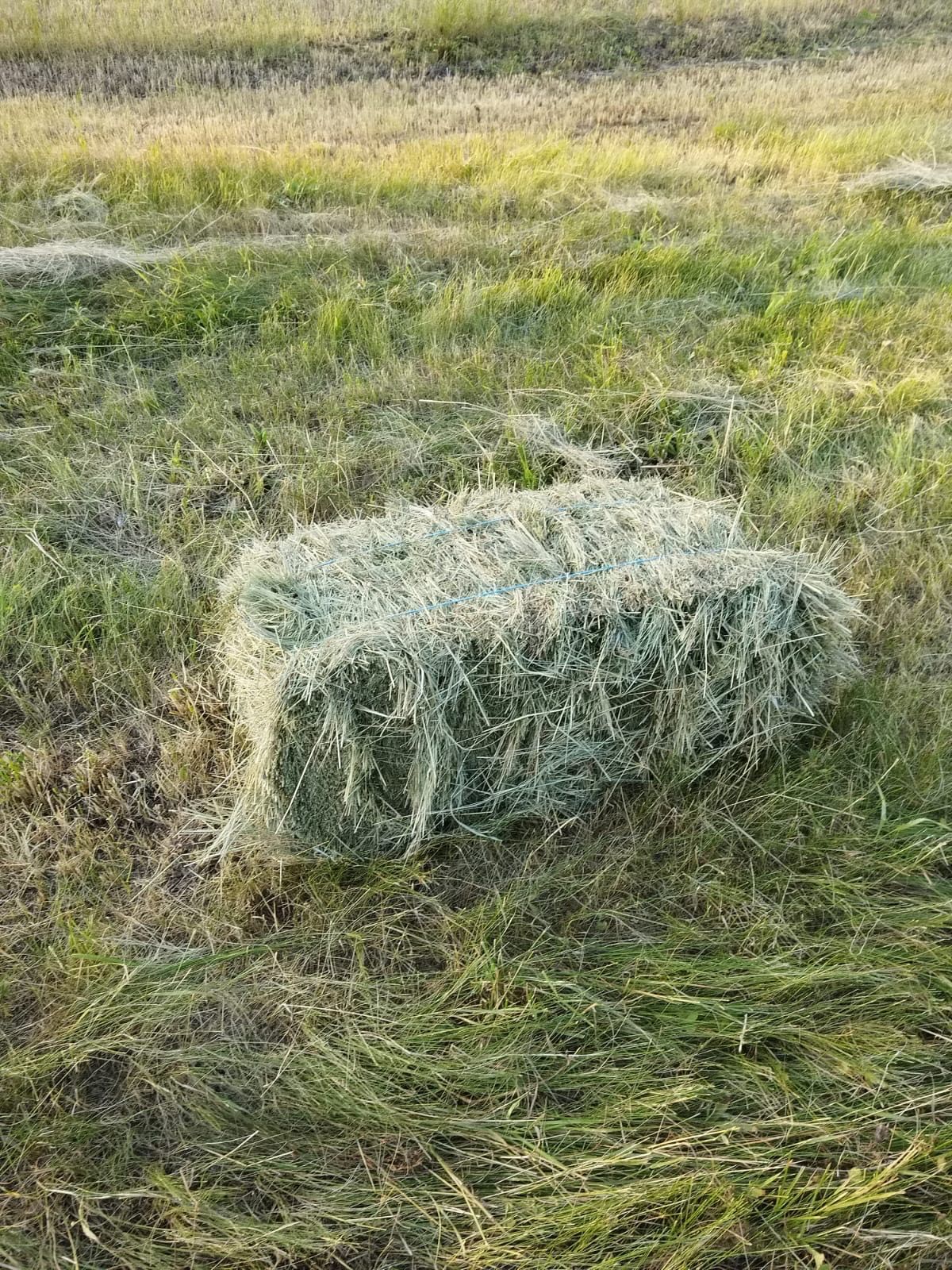 Vând baloți de fân