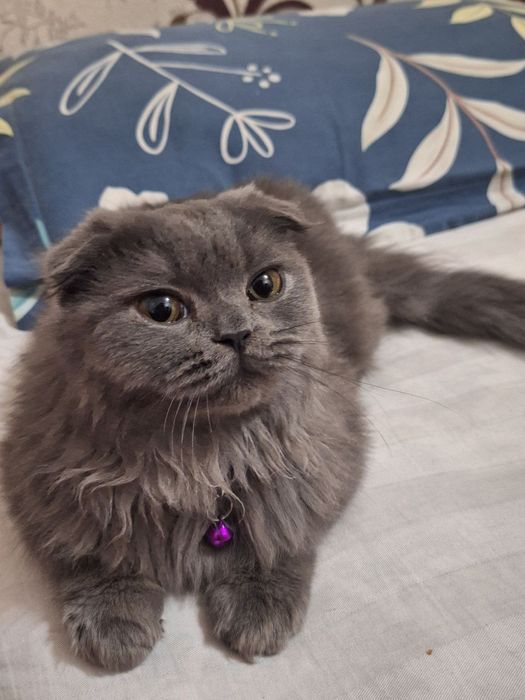 Кот ,порода Скотиш фолд+Мейн кун