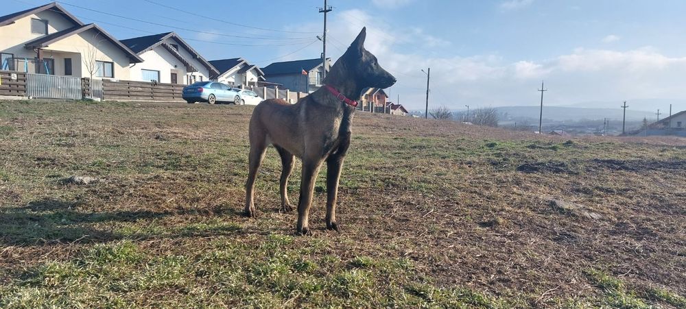 puii ciobanesc malinois