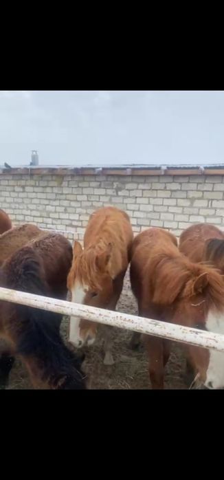 Құнан айғыр  сатылады