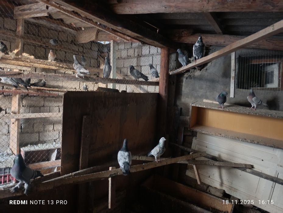 Кабутарлар сотилади