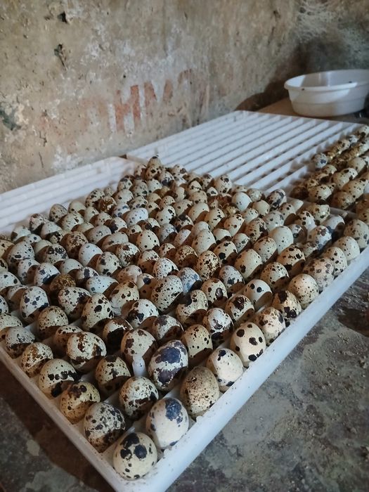 Bedana tuxum beli gegant