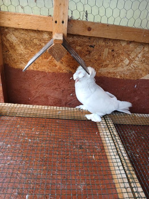 Porumbei tobosari germani