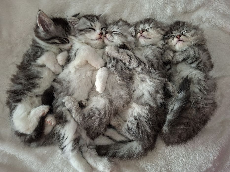Продаётся котята