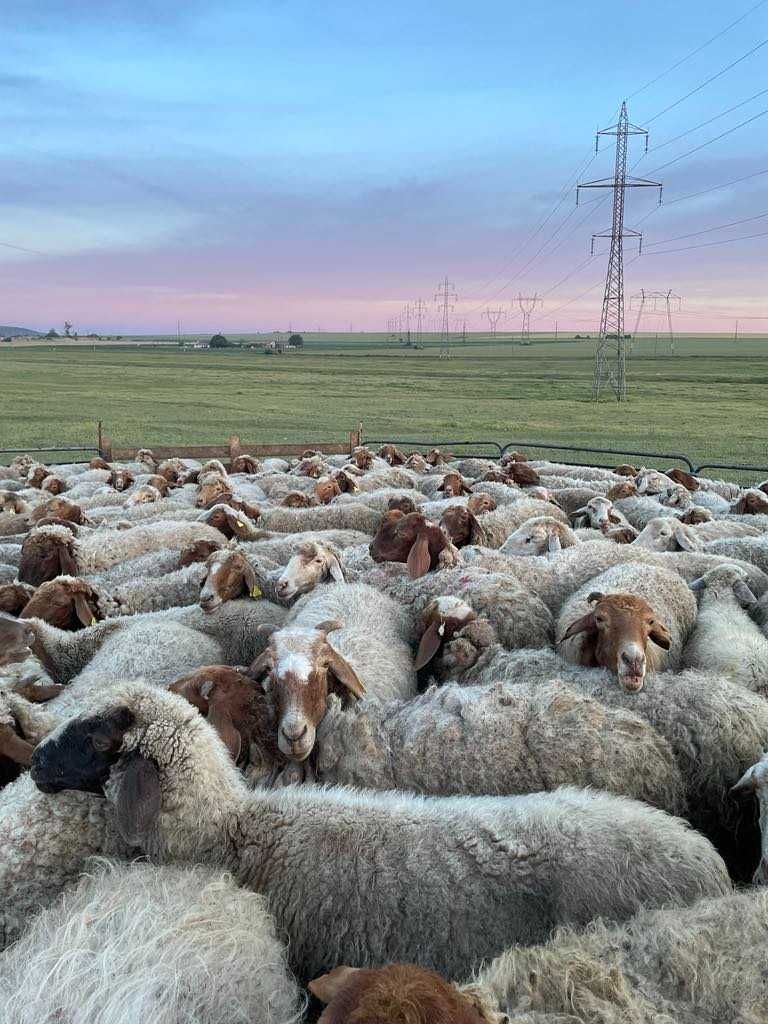 Vand oi rasa Rowassi rasa de lapte ,inscrise in registrul genealogic