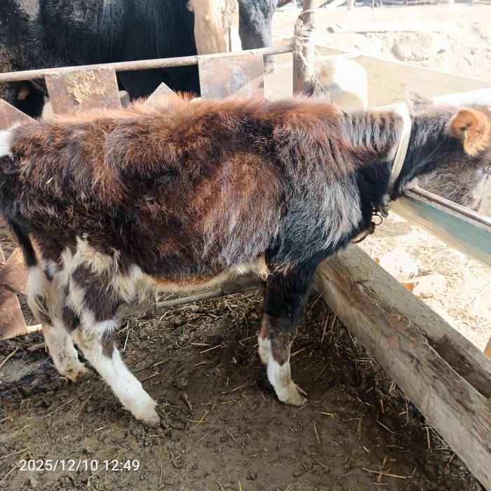 Gʻunojincha sotiladi